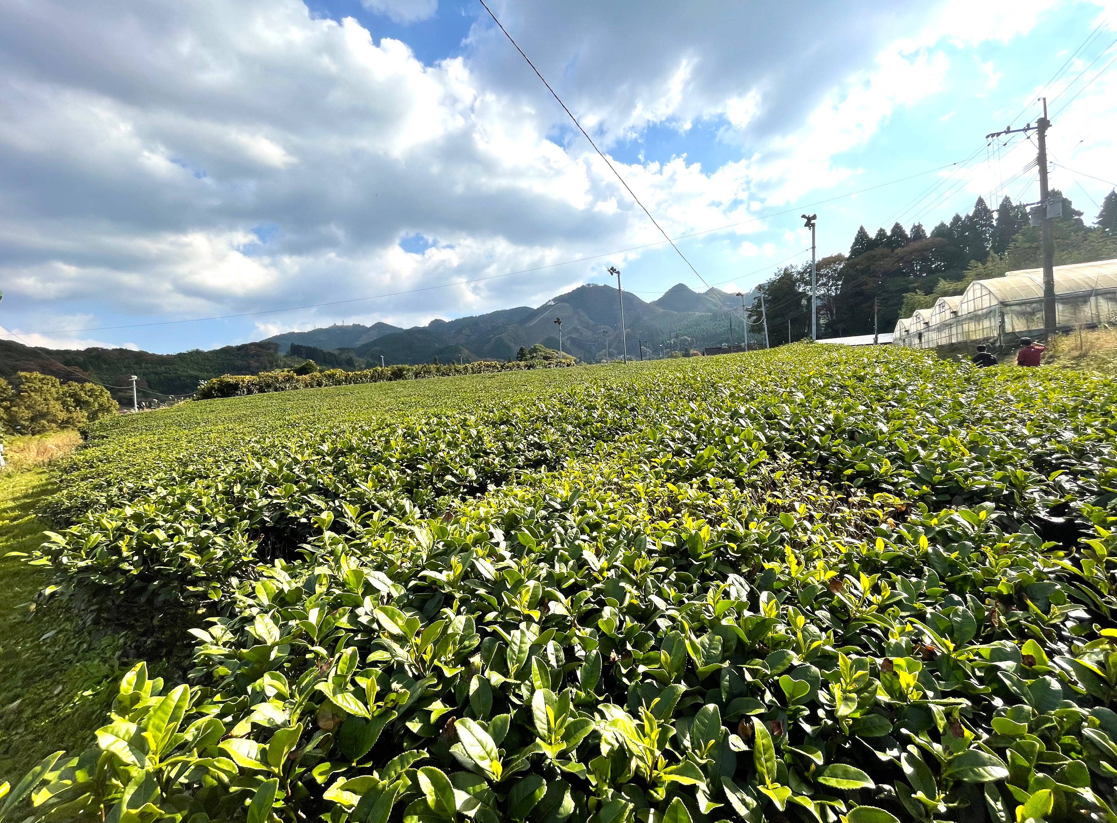 有機栽培茶畑